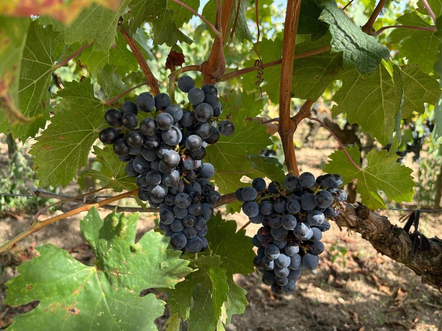 Apartamento Les Logis Des Vignobles Saint Emilion En Duplex N 2 Avec Terrasse Exterior foto